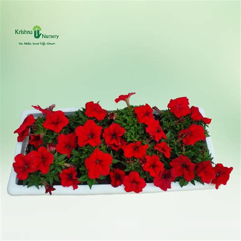 Petunia Flower Plant with Tray (Any Color)