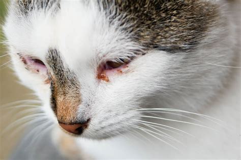 How Do You Clean A Cat's Eye Boogers at Kai Haddon blog