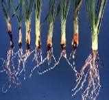 TNAU Agritech Portal :: Crop Protection