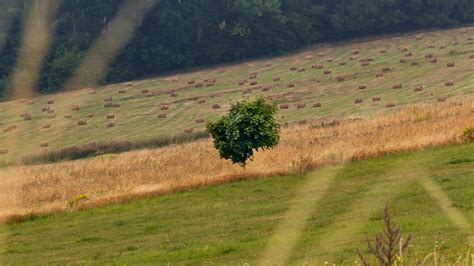 Download wallpaper 1920x1080 field, grass, trees, slope full hd, hdtv ...