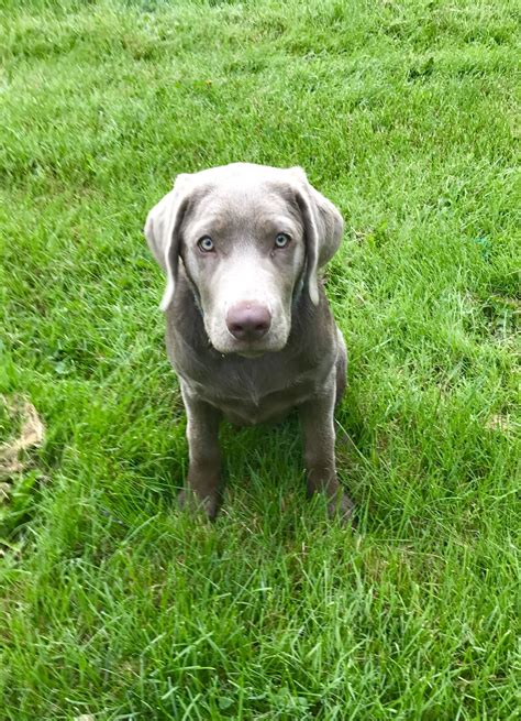 6 Month Old Labrador - Plabor