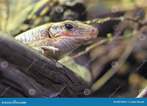 Sudan plated lizard stock image. Image of animal, adult - 29279641