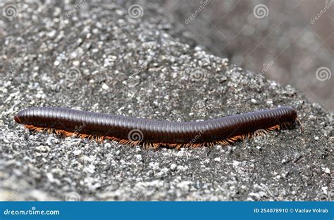 Archispirostreptus Gigas, The Giant African Millipede Or Shongololo ...