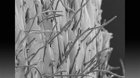 What is penicillin, and how was it discovered?