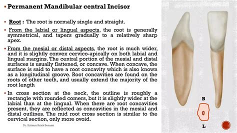 The mandibular incisors | PDF