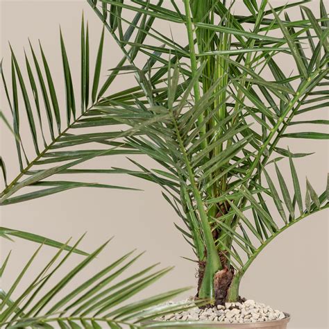 Date Palm (Phoenix dactylifera): pictures, how to grow, care at home