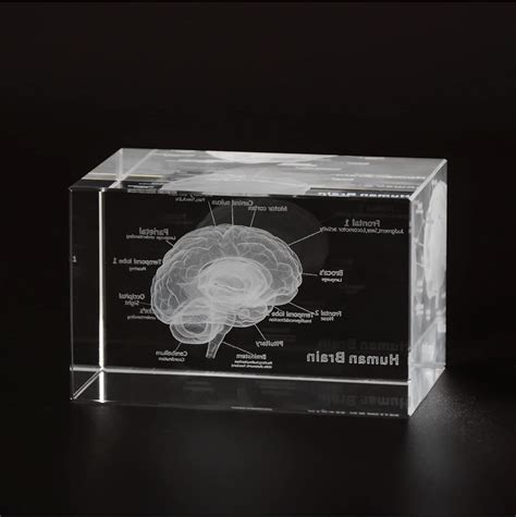 Buy Ultrassist 3D Human Brain Crystal Model, Laser Etched Anatomical ...