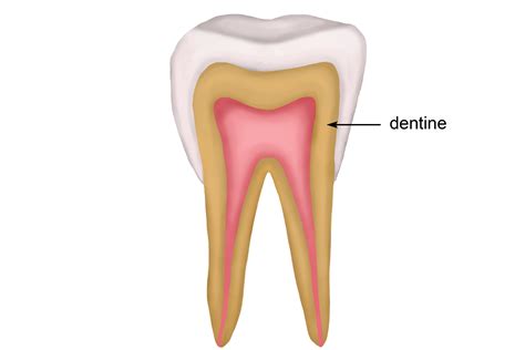 The structure of the tooth and features enamel pulp dentine