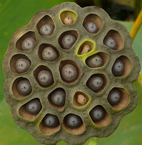 Holes In Skin Disease Trypophobia