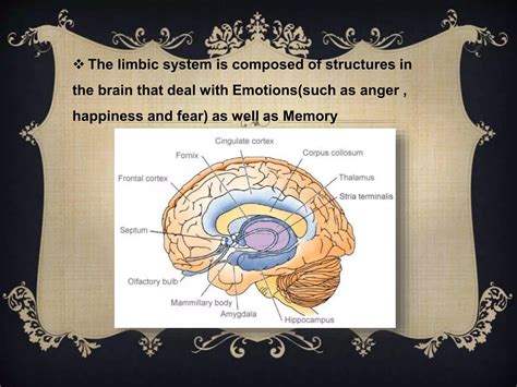 Limbic system Memory 的图像结果