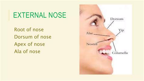 ANATOMY & PHYSIOLOGY OF NOSE.pptx