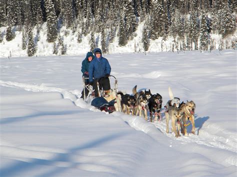 What Is A Musher In Dog Sledding