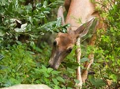 Image result for Trees That Rabbits and Deer Eat