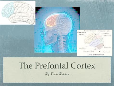 Image result for Prefrontal Cortex Front Perspective
