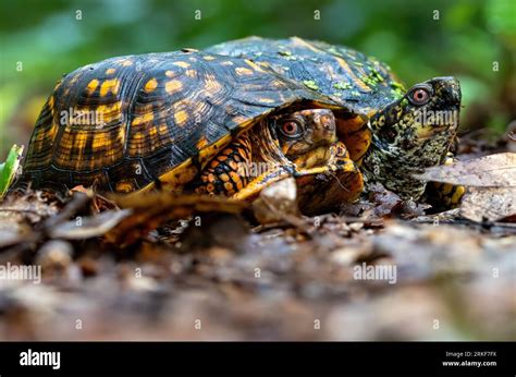 Image result for Female Box Turtle