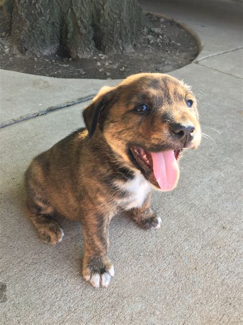 Australian Cattle Dog Puppies For Sale | Sacramento, CA #304753