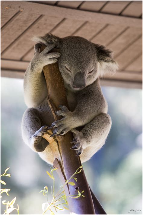 Das Ende der Fahnenstange Foto & Bild | tiere Bilder auf fotocommunity