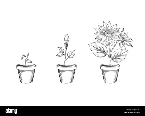 Flower growth set. Floral pot. Plant bloom stages. Sketch sign collection Stock Vector Image ...