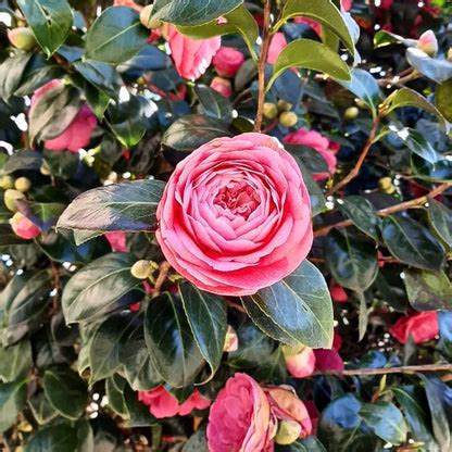Camellia (Japanese Camellia) - Plant – Lalit Enterprise
