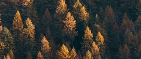 Download wallpaper 2560x1080 forest, aerial view, trees, coniferous ...