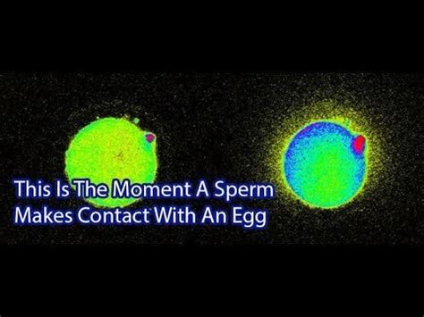 Image result for Conception Light Flash