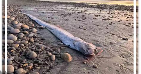 Doomsday Fish: పాములా మిలమిల మెరిసే చేపలు.. సముద్రం నుంచి బయటికి ...