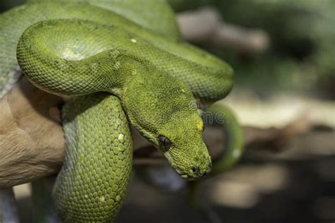 Image result for Biak Green Tree Python