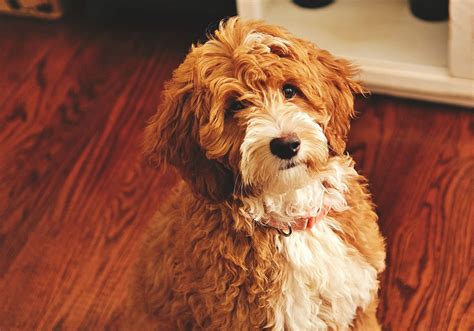 Stylish Companions: Meet the Black & White Goldendoodle