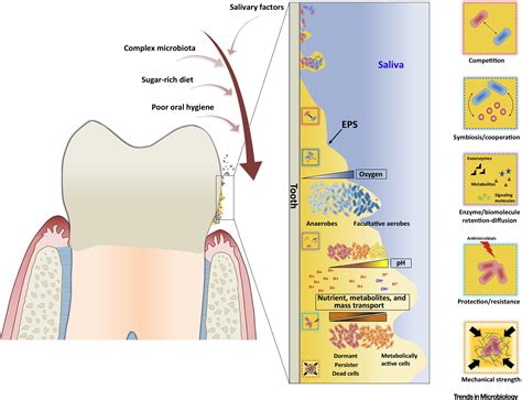 Oral Biofilms: Pathogens, Matrix, and Polymicrobial Interactions in Microenvironments: Trends in ...