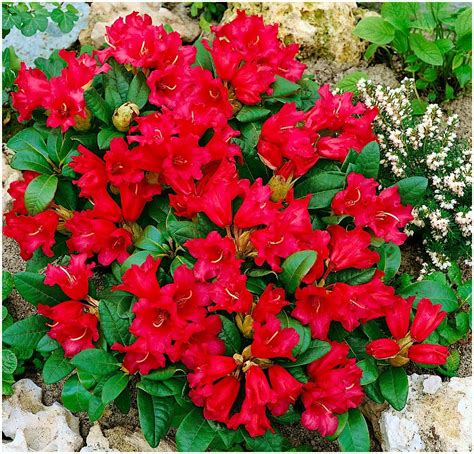 Growon Shrubs Dwarf Rhododendron Japonica Bengal Evergreen Shrub ...