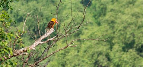 Odisha Tourism : Bird Watching