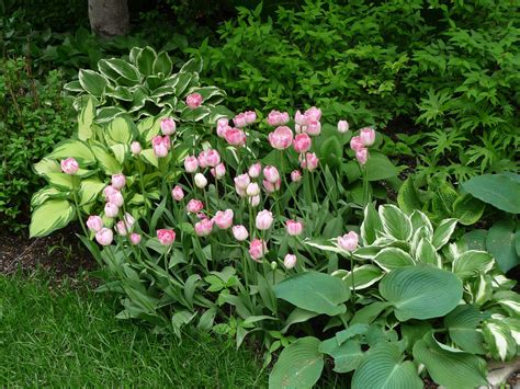 Hosta Companion Plants (What To Plant With Hostas) - Gardening @ From ...