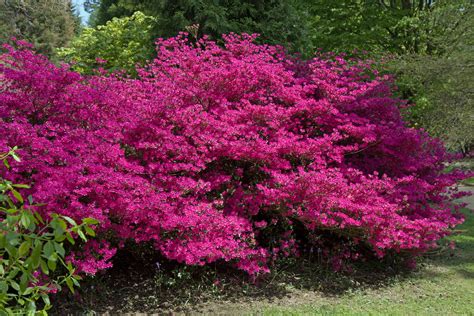 Pink Flowers On Bush Free Stock Photo - Public Domain Pictures