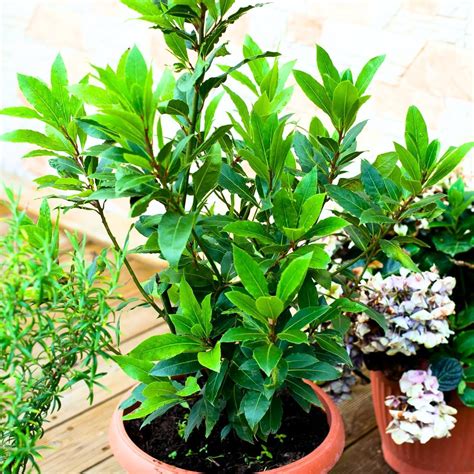 Amazon.com : Laurus Nobilis Bay Leaf Tree Live Plant, Bay Leaf Plant ...