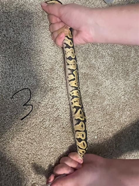 Image result for Ball Python Clutch