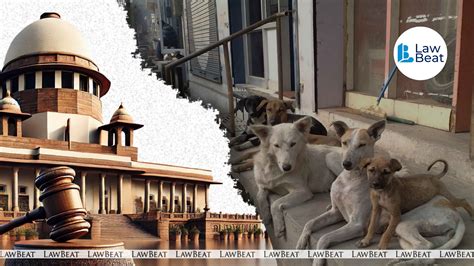 “Why Don’t You Feed Them At Home?”: Supreme Court Questions Noida ...