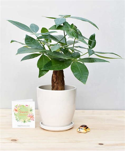 Pachira aquatica (Malabar chestnut) – FTLON