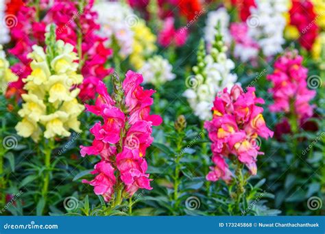 Antirrhinum Majus- The Snapdragon Plants Have Been Cultivated For 500 ...