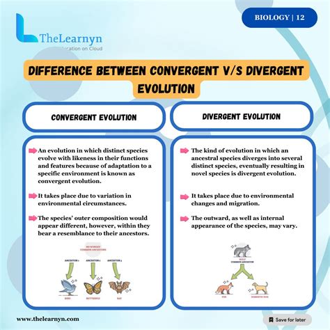 Convergent Evolution Diagram