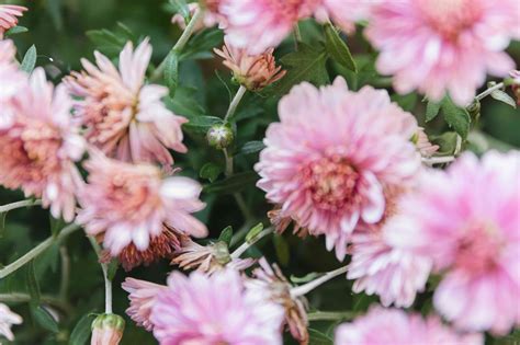 Chrysanthemums: Plant Care & Growing Guide