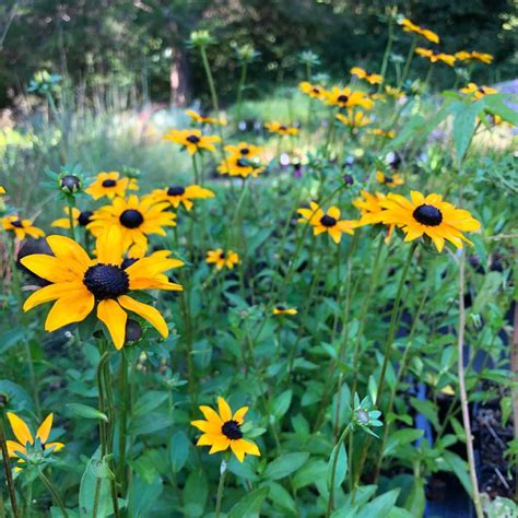 Rudbeckia Black Eyed Susan Perennial