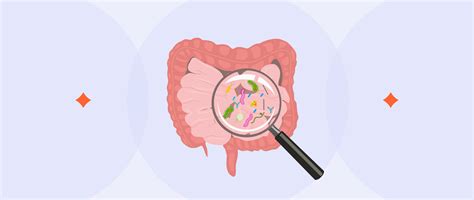 SIBO: Overview, Signs, Causes & Prevention | Fluent Health