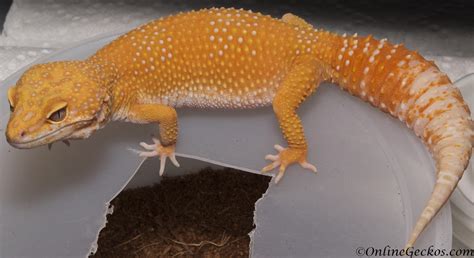 Leopard Gecko Breeding Season 2018 - OnlineGeckos.com Gecko Breeder