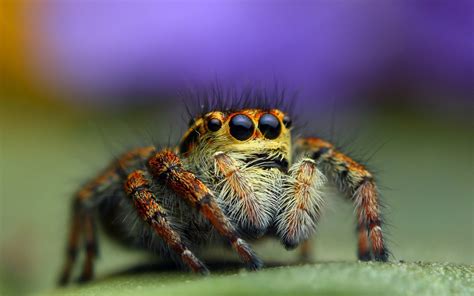 Image result for Spider Species Classification Using Machine Learning