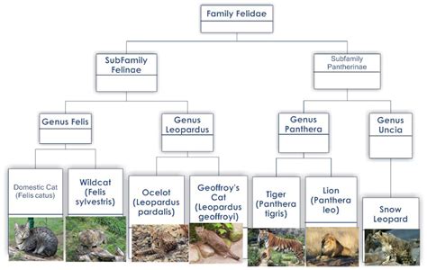 Top-Down Development Approach 的图像结果