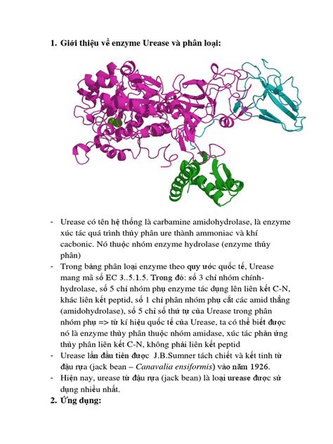Image result for Urease Enzyme
