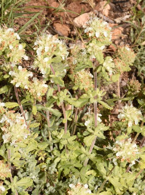 Teucrium lusitanicum Schreb. | Plants of the World Online | Kew Science