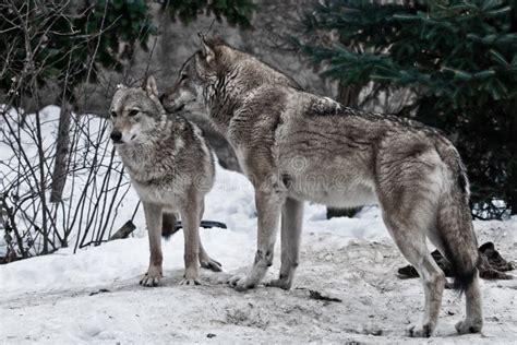Wolves Copulating 的图像结果