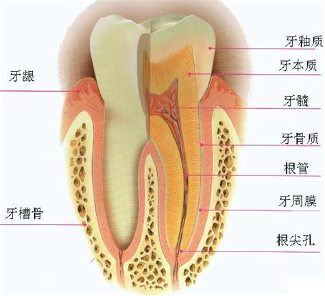牙髓炎属于几级疼痛？判断牙髓炎很可靠的检查方法点击本文查看_口腔行业资讯_皓齿口腔网