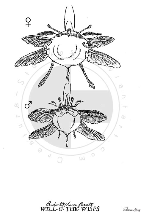 Bionic Wisp 的图像结果